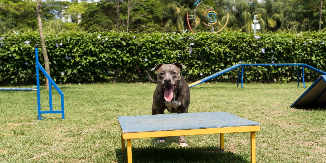 Más de 20 parques para disfrutar con tu perro en Boadilla