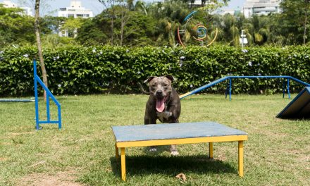 Más de 20 parques para disfrutar con tu perro en Boadilla