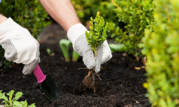Boadilla planta 4 655 árboles desde 2022 para mejorar su entorno urbano